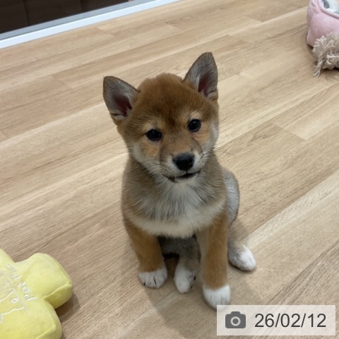 群馬県の柴犬(標準サイズ) (ペットプラス イオンモール太田店/2025年11月25日生まれ/女の子/赤)の子犬の3枚目の画像