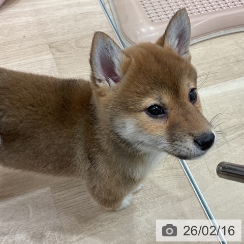 群馬県の柴犬(標準サイズ) (ペットプラス イオンモール太田店/2025年11月25日生まれ/女の子/赤)の子犬の4枚目の画像