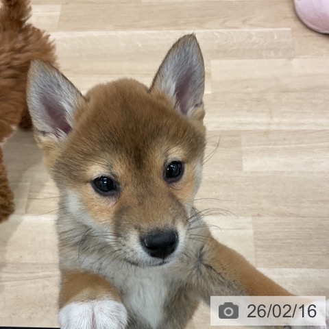 群馬県の柴犬(標準サイズ) (ペットプラス イオンモール太田店/2025年11月25日生まれ/女の子/赤)の子犬の3枚目の画像