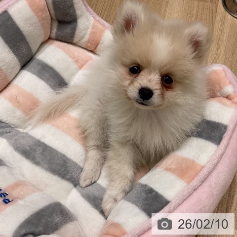 岩手県のポメラニアン (ペットプラス 盛岡南店/2025年11月25日生まれ/男の子/クリームホワイト)の子犬の3枚目の画像