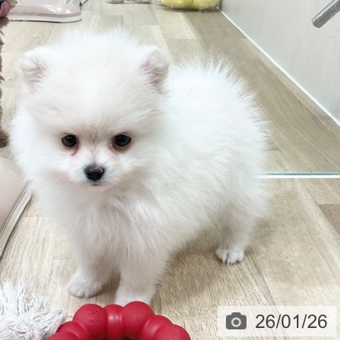 神奈川県のポメラニアン (ペットプラス ゆめが丘ソラトス店/2025年11月25日生まれ/男の子/クリームホワイト)の子犬の4枚目の画像