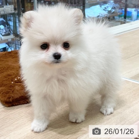 神奈川県のポメラニアン (ペットプラス ゆめが丘ソラトス店/2025年11月25日生まれ/男の子/クリームホワイト)の子犬の3枚目の画像