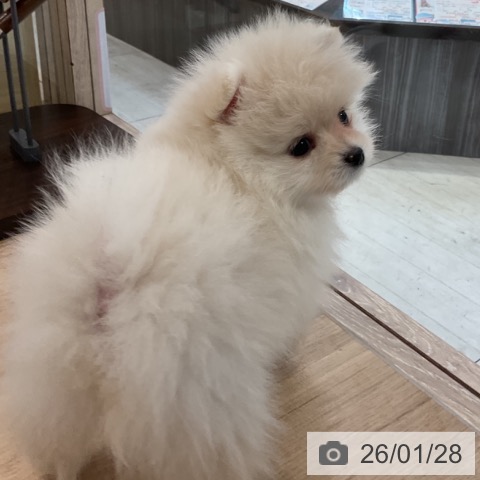 東京都のポメラニアン (ペットプラス アクアシティお台場店/2025年11月25日生まれ/女の子/クリーム)の子犬の4枚目の画像