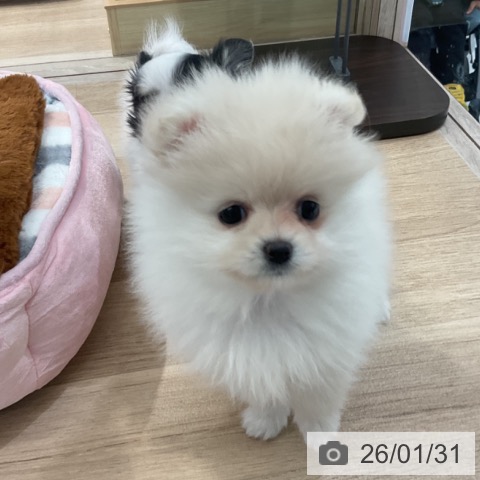 東京都のポメラニアン (ペットプラス アクアシティお台場店/2025年11月25日生まれ/女の子/クリーム)の子犬の4枚目の画像