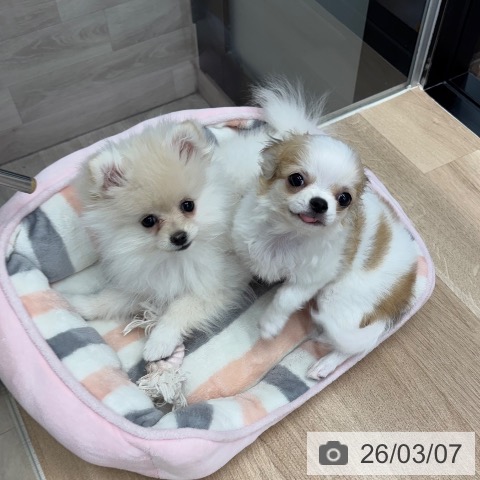 神奈川県のポメラニアン (ペットプラス 武蔵小杉店/2025年11月25日生まれ/女の子/クリーム)の子犬の4枚目の画像