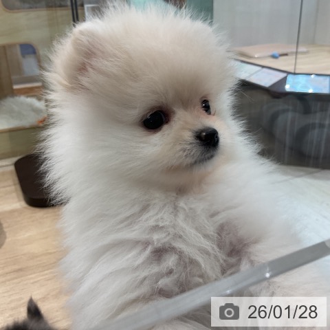 東京都のポメラニアン (ペットプラス アクアシティお台場店/2025年11月25日生まれ/女の子/クリーム)の子犬の3枚目の画像