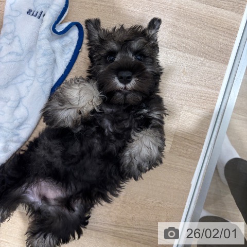 ミニチュア・シュナウザーの写真