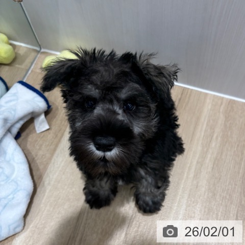 ミニチュア・シュナウザーの写真