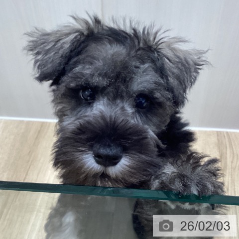 ミニチュア・シュナウザーの写真