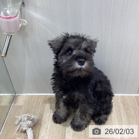 ミニチュア・シュナウザーの写真