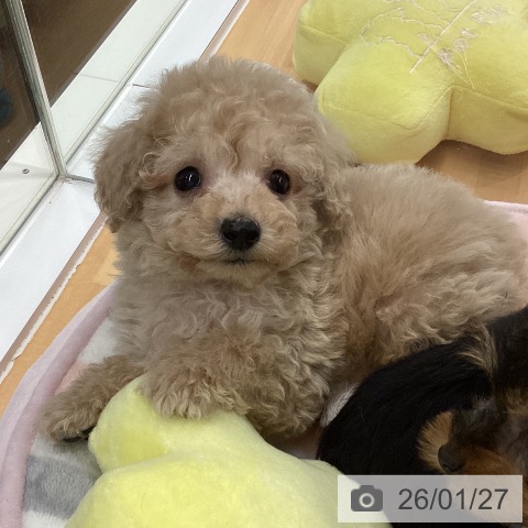 長野県のトイプードル(トイ) (ペットプラス 松本店/2025年11月26日生まれ/男の子/クリーム)の子犬の3枚目の画像