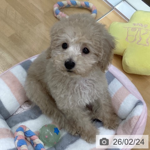 長野県のトイプードル(トイ) (ペットプラス 松本店/2025年11月26日生まれ/男の子/クリーム)の子犬の4枚目の画像