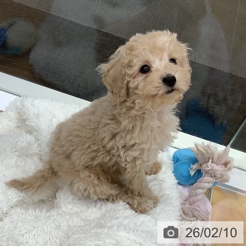 長野県のトイプードル(トイ) (ペットプラス 松本店/2025年11月26日生まれ/男の子/クリーム)の子犬の3枚目の画像