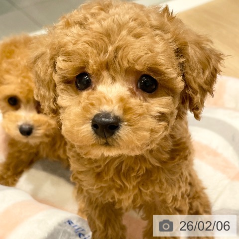 トイ・プードルの写真