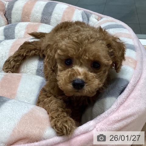 長野県のトイプードル(トイ) (ペットプラス 須坂店/2025年11月26日生まれ/女の子/アプリコット)の子犬の3枚目の画像