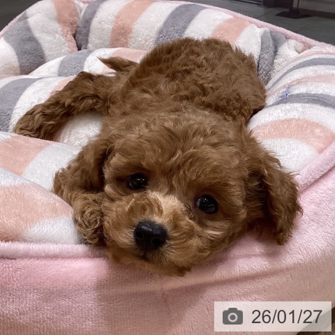 長野県のトイプードル(トイ) (ペットプラス 須坂店/2025年11月26日生まれ/女の子/アプリコット)の子犬の3枚目の画像