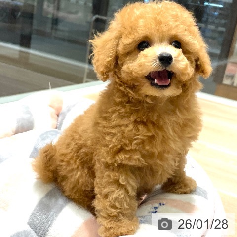 長野県のトイプードル(トイ) (ペットプラス 須坂店/2025年11月26日生まれ/女の子/アプリコット)の子犬の3枚目の画像