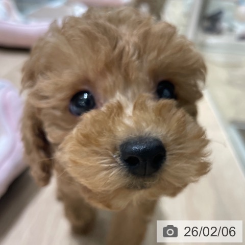 長野県のトイプードル(トイ) (ペットプラス 須坂店/2025年11月26日生まれ/女の子/アプリコット)の子犬の3枚目の画像