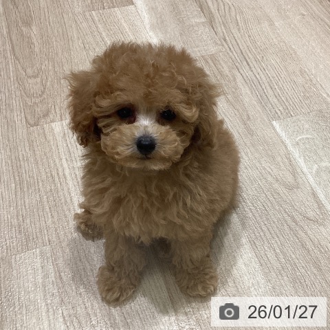 長野県のトイプードル(トイ) (ペットプラス 須坂店/2025年11月22日生まれ/男の子/レッド)の子犬の4枚目の画像