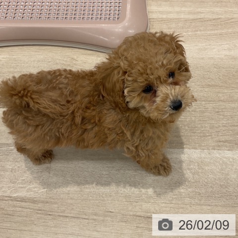 群馬県のトイプードル(トイ) (ペットプラス イオンモール太田店/2025年11月22日生まれ/女の子/レッド)の子犬の4枚目の画像