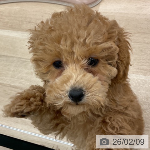 群馬県のトイプードル(トイ) (ペットプラス イオンモール太田店/2025年11月22日生まれ/女の子/レッド)の子犬の3枚目の画像