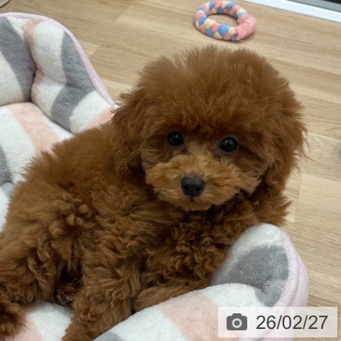 群馬県のトイプードル(トイ) (ペットプラス イオンモール太田店/2025年11月22日生まれ/女の子/レッド)の子犬の3枚目の画像