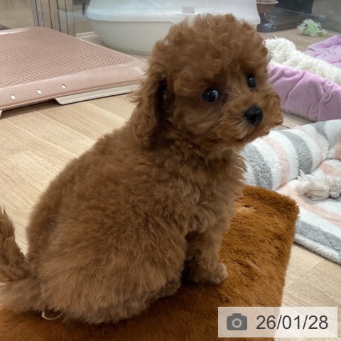 東京都のトイプードル(トイ) (ペットプラス アクアシティお台場店/2025年11月22日生まれ/女の子/レッド)の子犬の3枚目の画像