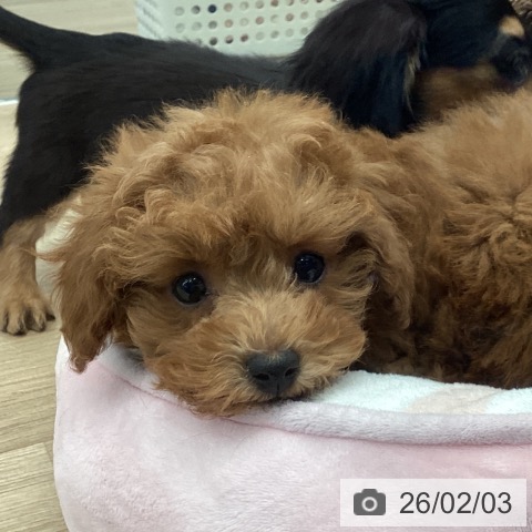 東京都のトイプードル(トイ) (ペットプラス むさし村山店/2025年11月12日生まれ/女の子/レッド)の子犬の4枚目の画像