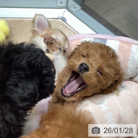 東京都のトイプードル(トイ) (ペットプラス むさし村山店/2025年11月12日生まれ/女の子/レッド)の子犬の3枚目の画像