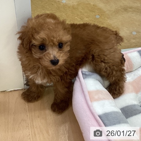 埼玉県のトイプードル(トイ) (ペットプラス 羽生店/2025年11月12日生まれ/女の子/レッド)の子犬の4枚目の画像