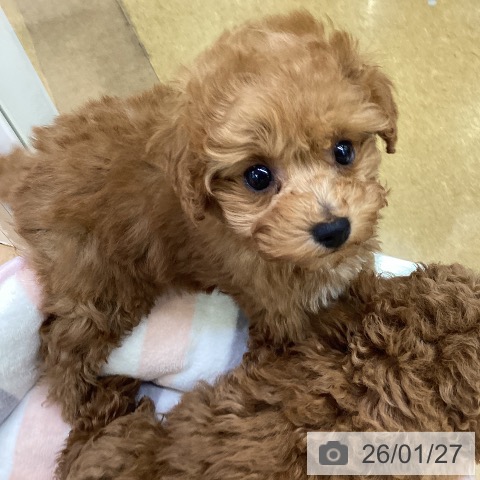 埼玉県のトイプードル(トイ) (ペットプラス 羽生店/2025年11月12日生まれ/女の子/レッド)の子犬の3枚目の画像