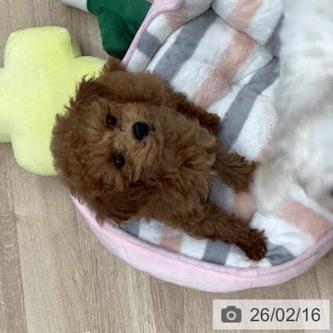 東京都のトイプードル(トイ) (ペットプラス むさし村山店/2025年11月17日生まれ/男の子/アプリコット)の子犬の4枚目の画像