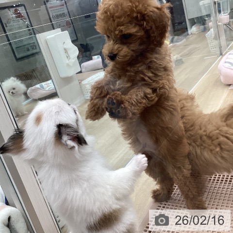 東京都のトイプードル(トイ) (ペットプラス むさし村山店/2025年11月17日生まれ/男の子/アプリコット)の子犬の3枚目の画像