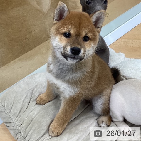 埼玉県の柴犬(標準サイズ) (ペットプラス 羽生店/2025年11月26日生まれ/男の子/赤)の子犬の4枚目の画像