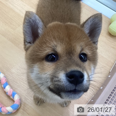 埼玉県の柴犬(標準サイズ) (ペットプラス 羽生店/2025年11月26日生まれ/男の子/赤)の子犬の3枚目の画像