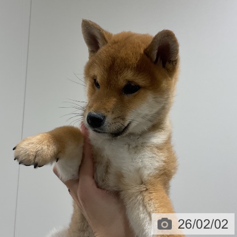 埼玉県の柴犬(標準サイズ) (ペッツワン 吉川美南店/2025年11月26日生まれ/男の子/赤)の子犬の4枚目の画像