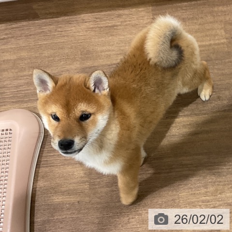 埼玉県の柴犬(標準サイズ) (ペッツワン 吉川美南店/2025年11月26日生まれ/男の子/赤)の子犬の3枚目の画像