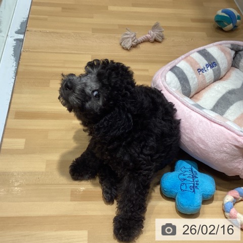 埼玉県のトイプードル(トイ) (【休業中】ペッツワン 新座店/2025年11月18日生まれ/男の子/ブラック)の子犬の4枚目の画像