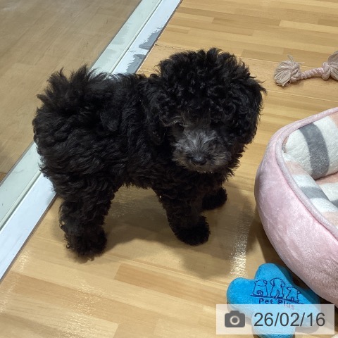 埼玉県のトイプードル(トイ) (【休業中】ペッツワン 新座店/2025年11月18日生まれ/男の子/ブラック)の子犬の3枚目の画像