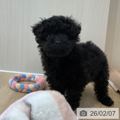 神奈川県のトイプードル(トイ) (ペットプラス テラスモール湘南店/2025年11月18日生まれ/女の子/ブラック)の子犬の4枚目の画像