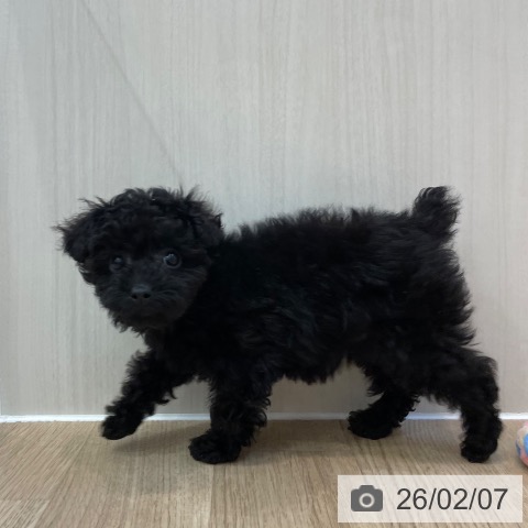 神奈川県のトイプードル(トイ) (ペットプラス テラスモール湘南店/2025年11月18日生まれ/女の子/ブラック)の子犬の3枚目の画像