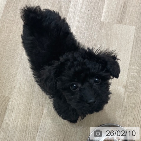 神奈川県のトイプードル(トイ) (ペットプラス テラスモール湘南店/2025年11月18日生まれ/女の子/ブラック)の子犬の3枚目の画像