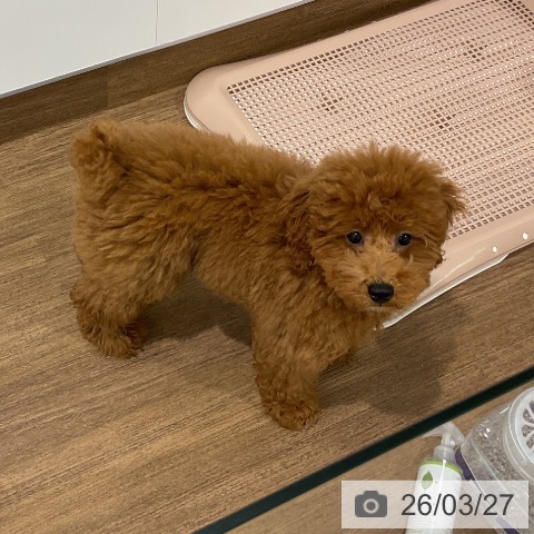 埼玉県のトイプードル(トイ) (ペッツワン 吉川美南店/2025年11月24日生まれ/女の子/アプリコット)の子犬の4枚目の画像