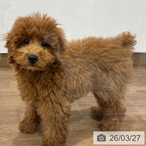 埼玉県のトイプードル(トイ) (ペッツワン 吉川美南店/2025年11月24日生まれ/女の子/アプリコット)の子犬の3枚目の画像