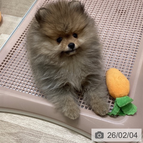 宮城県のポメラニアン (ペットプラス 名取店/2025年11月26日生まれ/女の子/オレンジ)の子犬の4枚目の画像