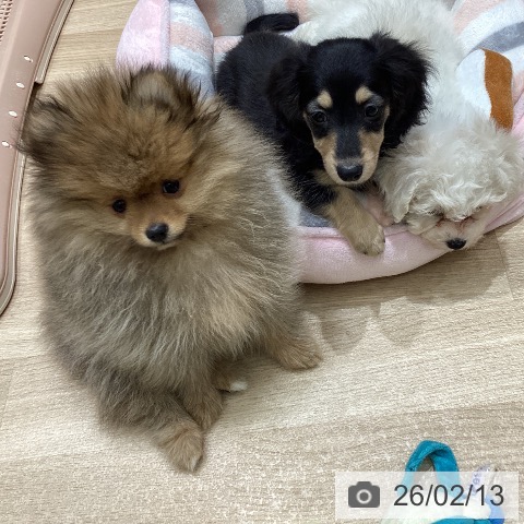 宮城県のポメラニアン (ペットプラス 名取店/2025年11月26日生まれ/女の子/オレンジ)の子犬の4枚目の画像