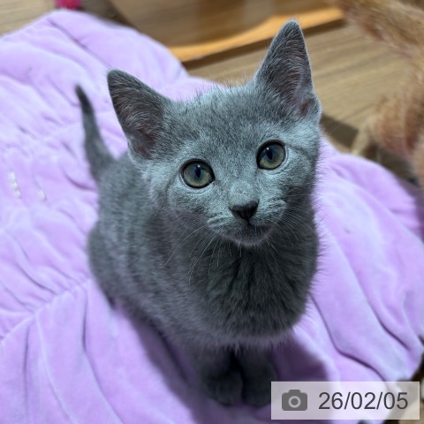 東京都のロシアンブルー (ペッツワン 青梅インター店/2025年11月14日生まれ/男の子/ブルー)の子猫の4枚目の画像