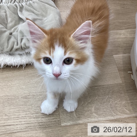 山梨県のサイベリアン (ペットプラス 甲府国母店/2025年11月18日生まれ/男の子/レッドタビーホワイト)の子猫の4枚目の画像