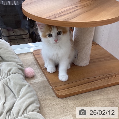 山梨県のサイベリアン (ペットプラス 甲府国母店/2025年11月18日生まれ/男の子/レッドタビーホワイト)の子猫の3枚目の画像
