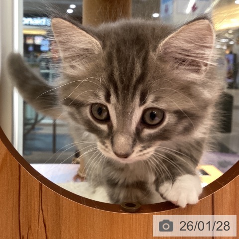 東京都のサイベリアン (ペットプラス むさし村山店/2025年11月25日生まれ/男の子/ブルータビーホワイト)の子猫の4枚目の画像